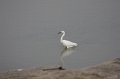 Snowy Egret